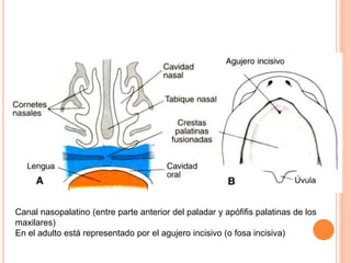 Canal nasopalatino (entre parte anterior del paladar y apófifis palatinas de los
maxilares)
En el adulto está representado por el agujero incisivo (o fosa incisiva)
 