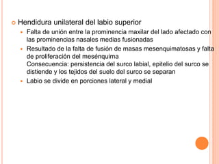 Hendidura unilateral del labio superior
 Falta de unión entre la prominencia maxilar del lado afectado con
las prominencias nasales medias fusionadas
 Resultado de la falta de fusión de masas mesenquimatosas y falta
de proliferación del mesénquima
Consecuencia: persistencia del surco labial, epitelio del surco se
distiende y los tejidos del suelo del surco se separan
 Labio se divide en porciones lateral y medial
 