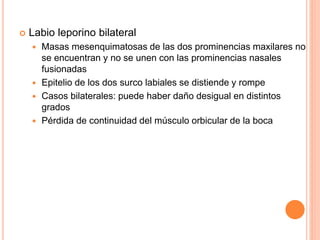  Labio leporino bilateral
 Masas mesenquimatosas de las dos prominencias maxilares no
se encuentran y no se unen con las prominencias nasales
fusionadas
 Epitelio de los dos surco labiales se distiende y rompe
 Casos bilaterales: puede haber daño desigual en distintos
grados
 Pérdida de continuidad del músculo orbicular de la boca
 