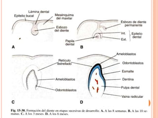 Cabeza y cuello - Dr. Fonseca