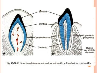 Cabeza y cuello - Dr. Fonseca