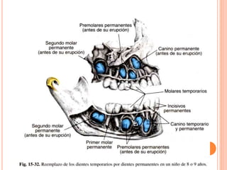 Cabeza y cuello - Dr. Fonseca