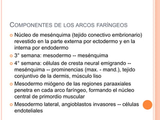 COMPONENTES DE LOS ARCOS FARÍNGEOS
 Núcleo de mesénquima (tejido conectivo embrionario)
revestido en la parte externa por ectodermo y en la
interna por endodermo
 3° semana: mesodermo -- mesénquima
 4° semana: células de cresta neural emigrando --
mesénquima -- prominencias (max. - mand.), tejido
conjuntivo de la dermis, músculo liso
 Mesodermo miógeno de las regiones paraaxiales
penetra en cada arco faríngeo, formando el núcleo
central de primordio muscular
 Mesodermo lateral, angioblastos invasores -- células
endoteliales
 