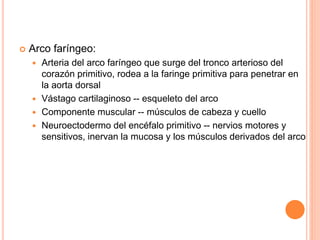  Arco faríngeo:
 Arteria del arco faríngeo que surge del tronco arterioso del
corazón primitivo, rodea a la faringe primitiva para penetrar en
la aorta dorsal
 Vástago cartilaginoso -- esqueleto del arco
 Componente muscular -- músculos de cabeza y cuello
 Neuroectodermo del encéfalo primitivo -- nervios motores y
sensitivos, inervan la mucosa y los músculos derivados del arco
 