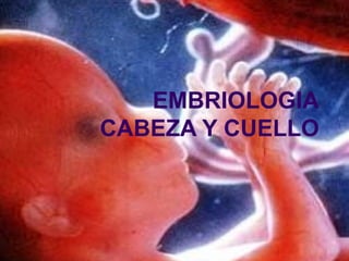 EMBRIOLOGIA 
CABEZA Y CUELLO 
 