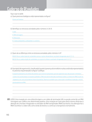 CadernodeAtividades
16
		Faça o que se pede.
a)	Quais processos biológicos estão representados na figura?
Síntese de Proteínas
b)	Identifique as estruturas assinaladas pelos números I, II, III, IV.
I- DNA
II- RNA mensageiro
III- Ribossomo
IV- Cadeia polipeptídica, polipeptídeo ou proteína.
c)	Quais são as diferenças entre as estruturas assinaladas pelos números I e II?
DNA (I): fita ou cadeia dupla de nucleotídeos, possui o açúcar desoxirribose, suas bases nitrogenadas são: A, T, C, G.
RNA (II): fita ou cadeia simples de nucleotídeos, seu açúcar é a ribose e suas bases nitrogenadas são: A, U, C, G.
d)	Quetipo(s)deorganismo(s),classificado(s)quantoàpresençadoenvoltórionuclear,está/estãorepresentado(s)
no processo esquematizado na figura? Justifique.
O esquema representa uma síntese de proteínas que ocorre em procariotos, que são organismos que não possuem membrana
nuclear. Isso ocorre porque no esquema analisado o DNA não está envolto pela membrana nuclear e a síntese de mRNA ocorre no
citoplasma com uma concomitante síntese de proteínas. Observa-se também que a transcrição é simultânea à tradução e não há
processamento do RNA.
22.	(UERJ) Uma mutação em uma célula dá origem a um códon de terminação UAG na porção central de um RNA
mensageiro que codifica uma determinada proteína. Uma mutação em outro gene dessa mesma célula leva à
alteração de uma base nitrogenada no anticódon do RNA transportador (RNAt) da tirosina. Essa alteração faz o
RNAt reconhecer o códon UAG como sendo da tirosina e a continuar a transportá-la normalmente.
 