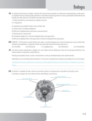 Biologia
23
19.	As células que formam os órgãos e tecidos do corpo humano podem ser altamente especializadas, sendo assim,
o citoplasma dessas células pode apresentar uma determinada organela em maior quantidade, dependendo da
função que elas exercem. Considere estes dois tipos de células:
I.	Célula caliciforme, encontrada em epitélio mucoso.
II.	II. Hepatócito
		As organelas que predominarão nessas células são:
a) Lisossomos e complexo golgiense
b) Retículo endoplasmático granuloso e peroxissomos
c) Peroxissomos e lisossomos
x	d) Complexo golgiense e retículo endoplasmático não granuloso
e) Retículo endoplasmático não granuloso e retículo endoplasmático granuloso
20.	(UNIFOR – CE) Durante a metamorfose dos sapos, a cauda desaparece ao mesmo tempo que seus constituintes
celulares são digeridos. A organela celular que participa ativamente desse processo é:
a) o centríolo.    b) o lisossomo.    X c) o golgiossomo.    d) o ribossomo.    e) a mitocôndria.
21.	Um aluno estava analisando a imagem de uma célula animal, obtida por meio de microscopia eletrônica. Ele,
então, anotou as seguintes características:
	 	Presença de parede celular, núcleo, mitocôndrias e retículo endoplasmático bem desenvolvido.
		Identifique o erro cometido pelo estudante e cite outros componentes celulares que poderiam ser encontrados.
A célula animal não possui parede celular. Lisossomos e complexo golgiense poderiam ser encontrados no citoplasma de uma célula
animal.
22.	A célula é a unidade da vida e nela se encontram todos os componentes necessários às funções vitais.
a) Analise a imagem de uma célula animal e identifique as estruturas:
Vesícula secretora
Complexo golgiense
Hialoplasma
Núcleo
Lisossomo
Retículo endoplasmático
 