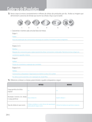 CadernodeAtividades
34
3.	Nosso corpo se renova constantemente e milhares de células são produzidas por dia. Analise as imagens que
demonstram o processo de divisão que ocorre nas células e faça o que se pede:
	 1	 2	 3	 4	 5	 6
•	 Caracterize e nomeie cada uma das fases da mitose.
	 Etapa 1:
Prófase
Início da condensação dos cromossomos e dissolução do nucléolo. O envoltório nuclear se fragmenta.
	 Etapas 2 e 3:
Metáfase
Migração dos cromossomos para a região equatorial da célula, cromossomos condensados. Filamentos do fuso se ligam aos
centrômeros (aparelho mitótico).
	 Etapa 4
Anáfase
Divisão dos centrômeros e separação das cromátides.
	 Etapas 5 e 6
Telófase
Cromossomos se despiralizam. Organização do envoltório nuclear e do nucléolo.
Por último ocorre a citocinese, com a separação das células-filhas.
4.	Diferencie a mitose e a meiose, preenchendo o quadro comparativo a seguir:
Mitose Meiose
Carga genética da célula
original
2n 2n
Resultado (número de células
e carga genética)
Duas células 2n Quatro células n
Tipo de célula em que ocorre
Células somáticas e como forma de reprodução
assexuada em alguns seres.
Células formadoras de gametas e esporos.
 