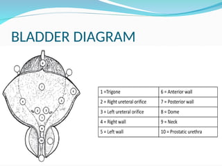 CA BLADDER PPT PRESENTATION OF BLADDER CA | PPT