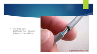  Y cuando está 
debilitada, tirar y separar, 
dejando al descubierto. 
 