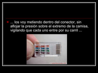 ... los voy metiendo dentro del conector, sin aflojar la presión sobre el extremo de la camisa, vigilando que cada uno entre por su carril ...  