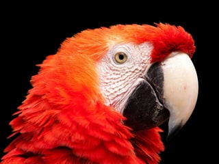 2020-Feb: Testing: Cables and Chains