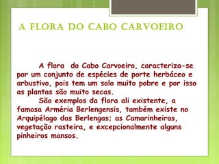 A flora do Cabo Carvoeiro, caracteriza-se
por um conjunto de espécies de porte herbáceo e
arbustivo, pois tem um solo muito pobre e por isso
as plantas são muito secas.
São exemplos da flora ali existente, a
famosa Arméria Berlengensis, também existe no
Arquipélago das Berlengas; as Camarinheiras,
vegetação rasteira, e excepcionalmente alguns
pinheiros mansos.
A FlorA do CAbo CArvoeiro
 