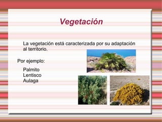 Vegetación

  La vegetación está caracterizada por su adaptación
  al territorio.

Por ejemplo:
  Palmito
  Lentisco
  Aulaga
 