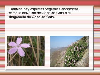 También hay especies vegetales endémicas,
como la clavelina de Cabo de Gata o el
dragoncillo de Cabo de Gata.
 