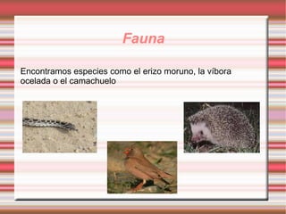 Fauna

Encontramos especies como el erizo moruno, la víbora
ocelada o el camachuelo
 