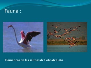 Fauna :




Flamencos en las salinas de Cabo de Gata .
 