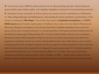  In the last two years, AERF has tried to promote use of other promising and native oilseed bearing tree
species Madhuca indica, Madhuca latifolia and Calophyllum innophyllum as feedstock for localized biofuel production.
 Systematic resource assessment of all these species was carried out in the coastal districts of Maharashtra
viz. Thane, Raigad, Ratnagiri and Sindhudurg for understanding the density, distribution and abundance of this
resource covering about 300 villages. Out of these three species, Calophyllum innophyllum is an IUCN
Redlist species and is found in coastal regions of Southeast Asia as well as on every island of Polynesia and
Micronesia. During the investigation, it has also been found that Calophyllum innophyllum serves as keystone
species and has many ecosystem functions viz. shoreline protection, wind breaker, preferred feeding habitat for
bats besides producing high yielding oilseeds (55% oil /unit), similarly Madhuca indica has been considered a
Sacred tree by many tribal communities in India on account of its various uses( its leaves are used for soil
preparation in agriculture, flowers are used for making traditional wine and in earlier times its oil was used for
cooking purposes). From ecological viewpoint, this tree also supports a healthy population of bats as fruit bats
feed on its fruits and are also responsible for its dispersal. Its seeds contain about 45% Oil and the oil has the
required characteristics for its use as biofuel feedstock (Bhatt YC et al 2004) . Moreover, its oil-cake has
tremendous potential for biogas generation ( Rama Chandra et al 2006) . Madhuca indica is found in dry and
deciduous forests in India and as many as in nine Indian states its use as biofuel feedstock could be promoted.
 