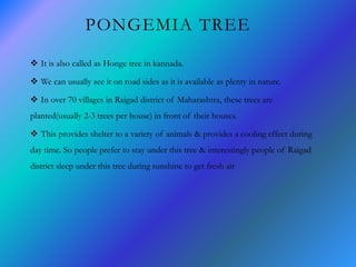 PONGEMIA TREE
 It is also called as Honge tree in kannada.
 We can usually see it on road sides as it is available as plenty in nature.
 In over 70 villages in Raigad district of Maharashtra, these trees are
planted(usually 2-3 trees per house) in front of their houses.
 This provides shelter to a variety of animals & provides a cooling effect during
day time. So people prefer to stay under this tree & interestingly people of Raigad
district sleep under this tree during sunshine to get fresh air
 