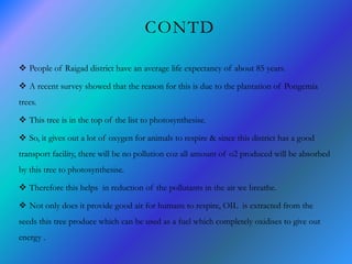 CONTD
 People of Raigad district have an average life expectancy of about 85 years.
 A recent survey showed that the reason for this is due to the plantation of Pongemia
trees.
 This tree is in the top of the list to photosynthesise.
 So, it gives out a lot of oxygen for animals to respire & since this district has a good
transport facility, there will be no pollution coz all amount of o2 produced will be absorbed
by this tree to photosynthesise.
 Therefore this helps in reduction of the pollutants in the air we breathe.
 Not only does it provide good air for humans to respire, OIL is extracted from the
seeds this tree produce which can be used as a fuel which completely oxidises to give out
energy .
 