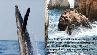 the wildlife you will see is very large as the
sea of Cortez the distinction of being the
world's largest aquarium. This is an
example of what you can see along your
journey…
 