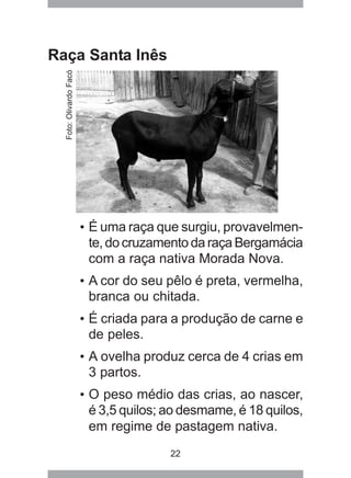 22
Raça Santa Inês
• É uma raça que surgiu, provavelmen-
te, do cruzamento da raça Bergamácia
com a raça nativa Morada Nova.
• A cor do seu pêlo é preta, vermelha,
branca ou chitada.
• É criada para a produção de carne e
de peles.
• A ovelha produz cerca de 4 crias em
3 partos.
• O peso médio das crias, ao nascer,
é 3,5 quilos; ao desmame, é 18 quilos,
em regime de pastagem nativa.
Foto:OlivardoFacó
 