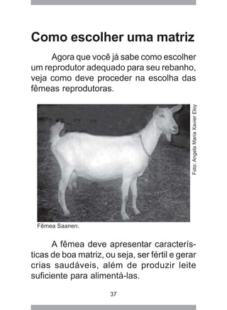 37
Como escolher uma matriz
Agora que você já sabe como escolher
um reprodutor adequado para seu rebanho,
veja como deve proceder na escolha das
fêmeas reprodutoras.
A fêmea deve apresentar caracterís-
ticas de boa matriz, ou seja, ser fértil e gerar
crias saudáveis, além de produzir leite
suficiente para alimentá-las.
Fêmea Saanen.
Foto:AngelaMariaXavierEloy
 
