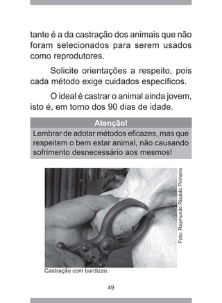 49
tante é a da castração dos animais que não
foram selecionados para serem usados
como reprodutores.
Solicite orientações a respeito, pois
cada método exige cuidados específicos.
O ideal é castrar o animal ainda jovem,
isto é, em torno dos 90 dias de idade.
Castração com burdizzo.
Atenção!
Lembrar de adotar métodos eficazes, mas que
respeitem o bem estar animal, não causando
sofrimento desnecessário aos mesmos!
Foto:RaymundoRizaldoPinheiro
 