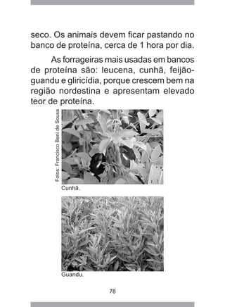 78
seco. Os animais devem ficar pastando no
banco de proteína, cerca de 1 hora por dia.
As forrageiras mais usadas em bancos
de proteína são: leucena, cunhã, feijão-
guandu e gliricídia, porque crescem bem na
região nordestina e apresentam elevado
teor de proteína.
Cunhã.
Guandu.
Fotos:FranciscoBenideSousa
 