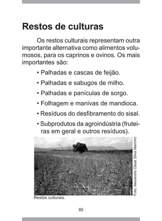 85
Restos de culturas
Os restos culturais representam outra
importante alternativa como alimentos volu-
mosos, para os caprinos e ovinos. Os mais
importantes são:
• Palhadas e cascas de feijão.
• Palhadas e sabugos de milho.
• Palhadas e panículas de sorgo.
• Folhagem e manivas de mandioca.
• Resíduos do desfibramento do sisal.
• Subprodutos da agroindústria (frutei-
ras em geral e outros resíduos).
Restos culturais.
Foto:AlexandreCésarSilvaMarinho
 