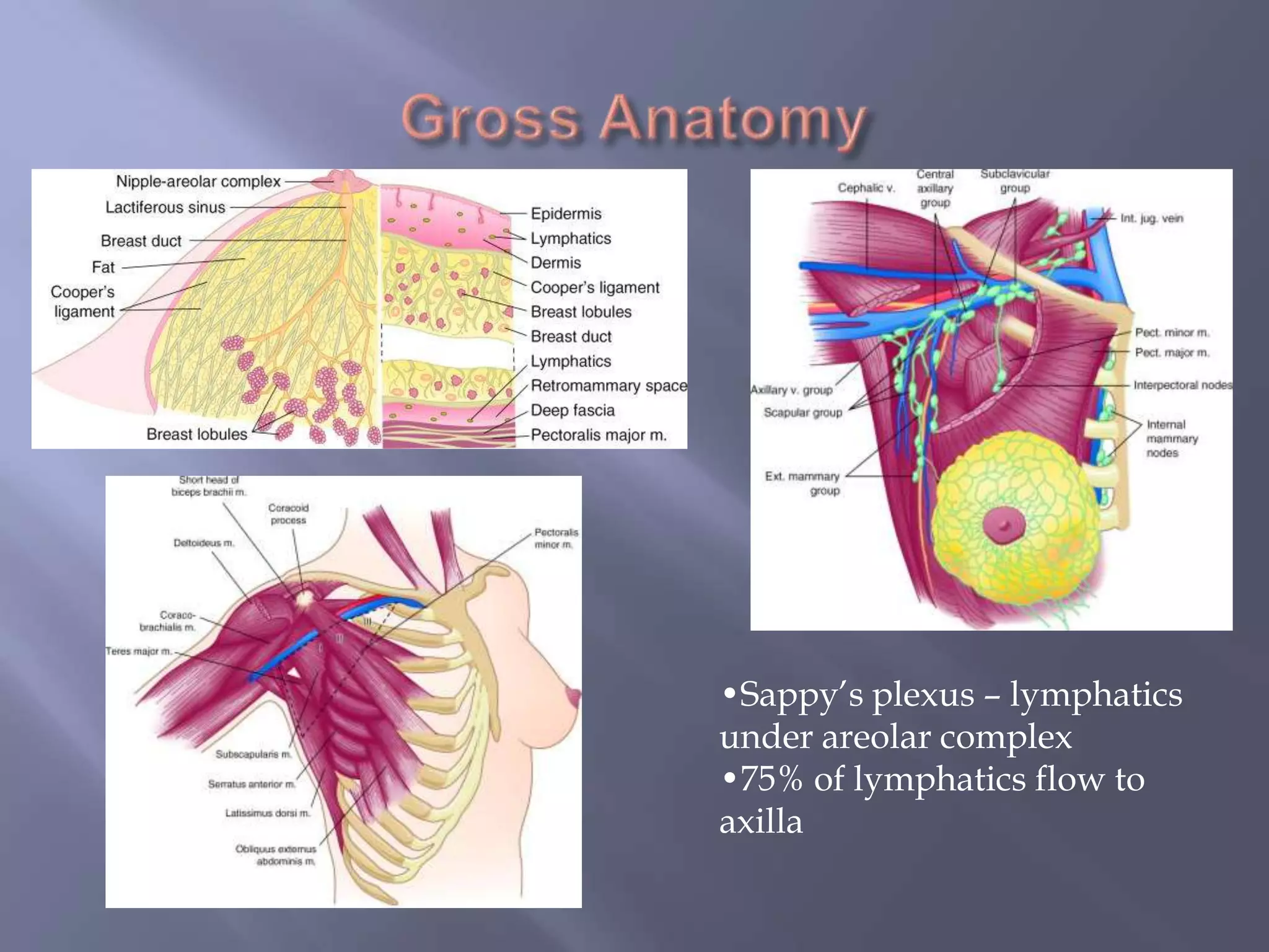 Gross AnatomySappy’s plexus – lymphatics  under areolar complex