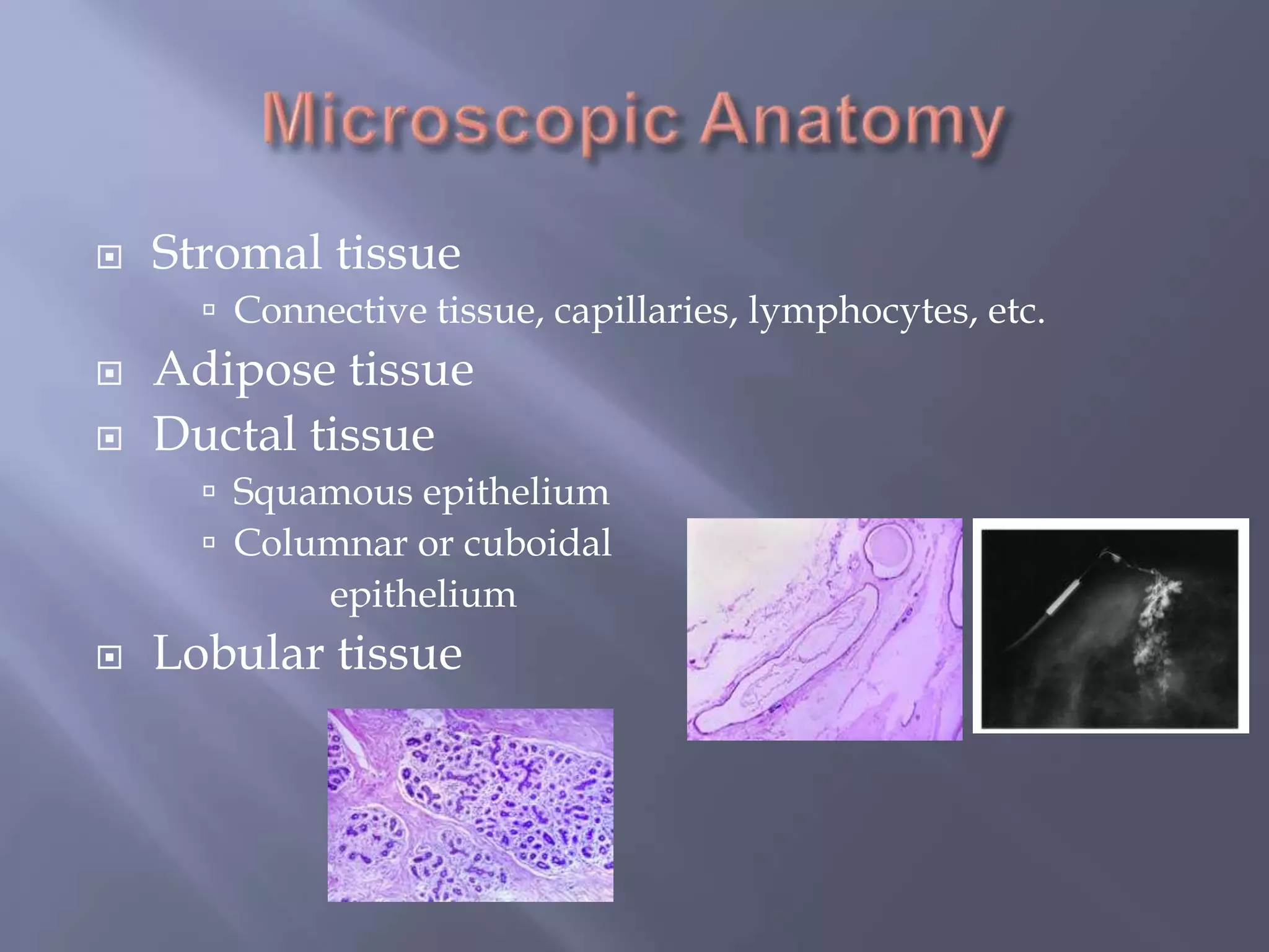 75% of lymphatics flow to axillaMicroscopic AnatomyStromal tissueConnective tissue, capillaries, lymphocytes, etc.Adipose tissueDuctal tissueSquamous epitheliumColumnar or cuboidal 		epitheliumLobular tissue