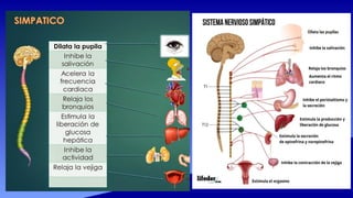 Comprehensive Anatomy and Functions of the Sympathetic Nervous System ...