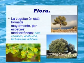 Flora. La vegetación está formada, mayormente, por especies mediterráneas:  pino carrasco, acebuche, lechetrezna arbórea... 