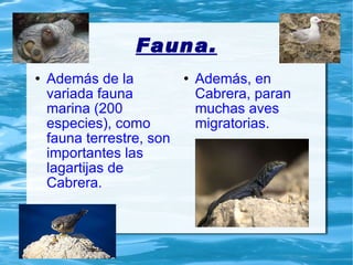 Fauna. Además de la variada fauna marina (200 especies), como fauna terrestre, son importantes las lagartijas de Cabrera. Además, en Cabrera, paran muchas aves migratorias. 