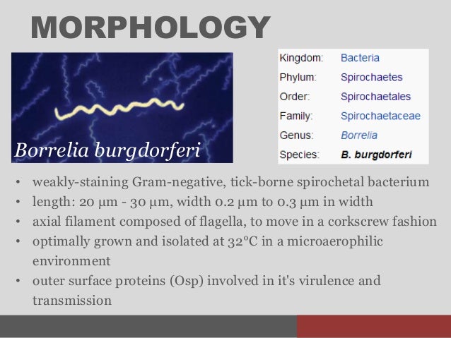 Cabrera, jt borrelia burgdorferi