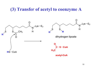 (3) Transfer of acetyl to coenzyme A dihydrogen lipoate 
