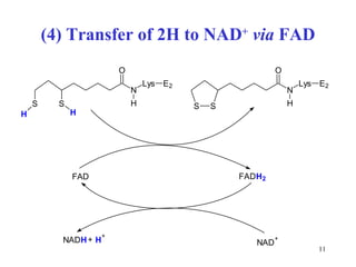 (4) Transfer of 2H to NAD +   via  FAD 
