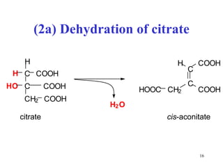 (2a) Dehydration of citrate citrate C C H 2 C O O H C O O H C H O C O O H H H H 2 O C C C O O H H C H 2 C O O H H O O C cis -aconitate 