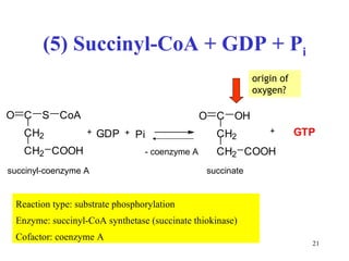 (5) Succinyl-CoA + GDP + P i Reaction type: substrate phosphorylation Enzyme: succinyl-CoA synthetase (succinate thiokinase)  Cofactor: coenzyme A + C H 2 C H 2 C O O H C O S C o A + + G D P P i C H 2 C H 2 C O O H C O O H G T P succinyl-coenzyme A succinate origin of oxygen ? - coenzyme A 