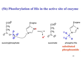 (5b) Phosforylation of His in the active site of enzyme  substituted  phosphoamide N N H E n z y me C O O C H 2 C H 2 C O O P O O O C O O C H 2 C H 2 C O O succinylphosphate succinate phospho-His N N E n z y me P O O O H + 