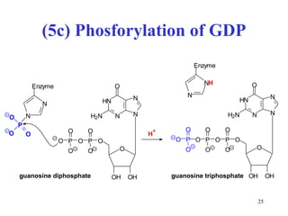 (5c) Phosforylation of GDP N N N N O H 2 N H O O H O H O P O O O P O O O N N E n z y me P O O O N N N N O H 2 N H O O H O H O P O O O P O O O P O O O guanosine diphosphate guanosine triphosphate N N H E n z y me H + 