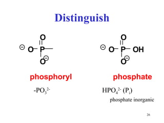 Distinguish -PO 3 2-  HPO 4 2-  (P i ) phosphate inorganic P O O O P O O O O H phosphoryl phosphate 