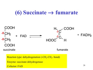 (6) Succinate    fumarate Reaction type: dehydrogenation (-CH 2 -CH 2 - bond) Enzyme: succinate dehydrogenase  Cofactor: FAD C O O H C H 2 C H 2 C O O H +  FAD C C C O O H H H O O C H - II - II - I - I +  F A D H 2 succinate fumarate 