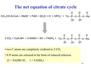The net equation of citrate cycle CH 3 -CO-S-CoA + 3NAD +  + FAD + 2H 2 O + H +  + HPO 4 2-  + 2 CO 2  + CoA-SH  + 3 NADH + 3H +  + FADH 2  +  two C atoms are completely oxidized to  2  CO 2 8 H atoms are released in the form of reduced cofactors  (3   ×  NADH+H + ,  1   ×  FADH 2 ) 