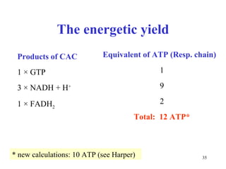 The energetic yield Products of CAC 1 × GTP 3 × NADH + H + 1 × FADH 2 Equivalent of ATP (Resp. chain) 1 9 2 Total:   12 ATP* * new calculations: 10 ATP (see Harper) 