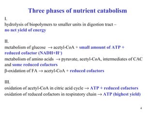 Three phases of nutrient catabolism I.  hydrolysis of biopolymers to smaller units in digestion tract   –  no net yield of energy II.  m etabolism of glucose    acetyl-CoA +  small amount of ATP +  reduced cofactor (NADH+H + ) metabolism of amino acids    pyruvate, acetyl-CoA, intermediates of CAC  and  some reduced cofactors β - oxida tion of FA     acetyl-CoA +  redu ced co fa ctors III.  oxidation of acetyl-CoA in citric acid cycle     ATP + reduced cofactors oxidation of reduced cofactors in respiratory chain      ATP (highest yield) 