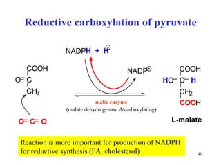 Reductive carboxylation of pyruvate Reaction is more important for production of NADPH for reductive synthesis  ( FA , cholesterol) malic enzyme (malate dehydrogenase decarboxylating) C O O H C C H 3 O C O O NADP H  +  H C O O H C C H 2 H O H C O O H L-malate NADP 