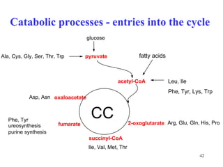 Catabolic processes - entries into the cycle   Leu, Ile  Phe, Tyr, Lys, Trp oxaloacetate fumarate succinyl-CoA 2-oxoglutarate CC acetyl-CoA Phe, Tyr ureosynthesis purine synthesis Ile, Val, Met, Thr Arg, Glu, Gln, His, Pro Asp, Asn pyruvate Ala, Cys, Gly, Ser, Thr, Trp fatty acids glucose 