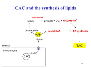 CAC  a nd   the  synt hesis of  lipid s ATP TAG malate FA synthesis CAC mitochondria citrate cytosol citrate oxaloacetate acetyl-CoA malic enzyme C O 2 N A D P H H + + + + pyruvate 